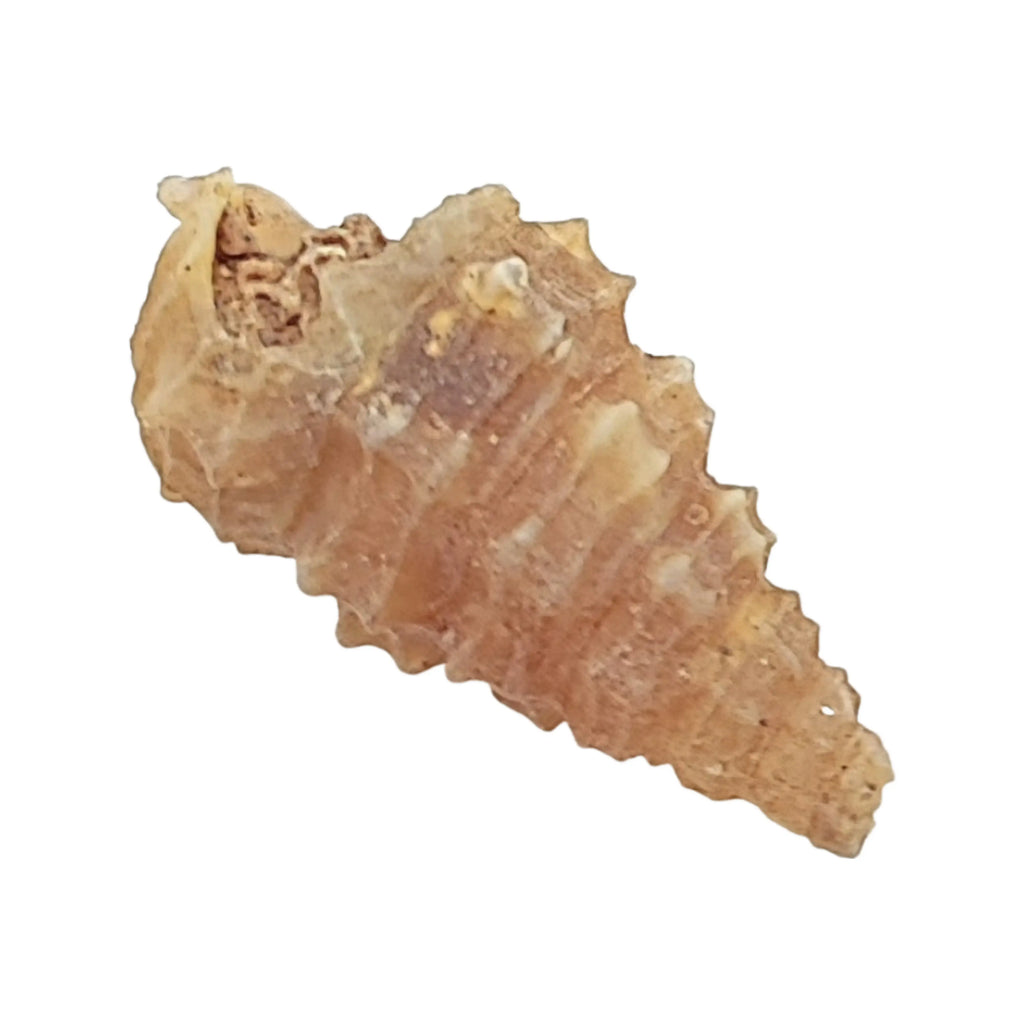Stone -Gastropod Fossil -Spiky -Rough