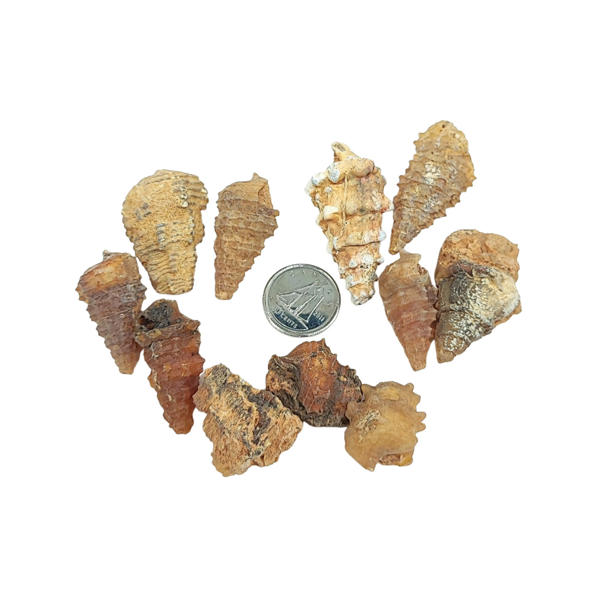 Stone -Gastropod Fossil -Spiky -Rough