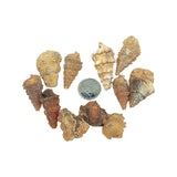 Stone -Gastropod Fossil -Spiky -Rough