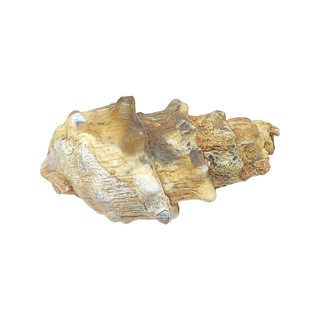 Stone -Gastropod Fossil -Spiky -Specimen -Rough