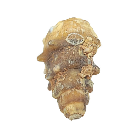 Stone -Gastropod Fossil -Spiky -Specimen -Rough