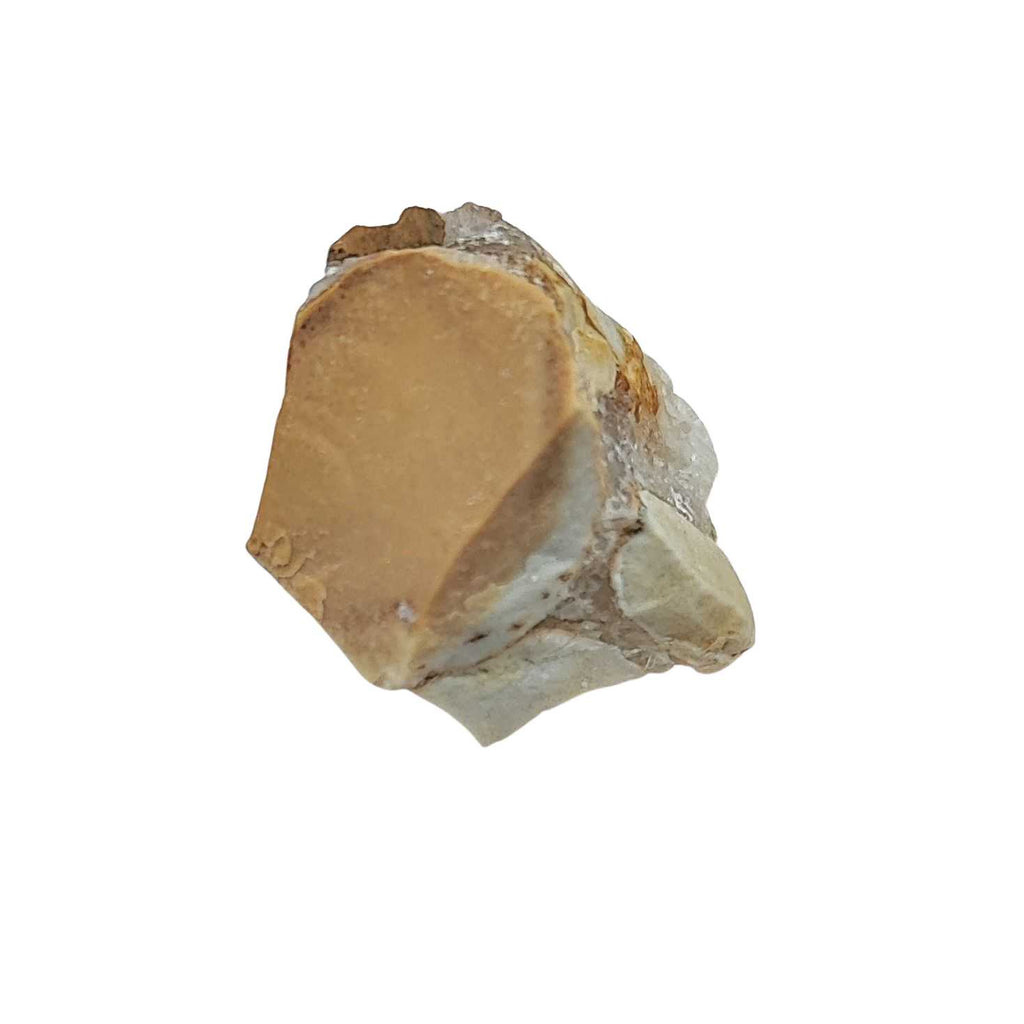 Stone - Orbicular Jasper - Rough