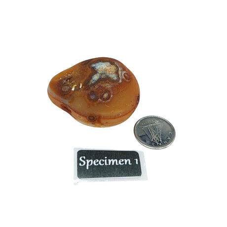 Stone -Natural Palm Agate -Rough Specimen 1: 39g