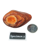 Stone -Natural Palm Agate -Rough Specimen 2: 50g