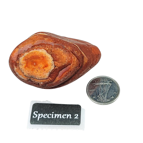 Stone -Natural Palm Agate -Rough Specimen 2: 50g