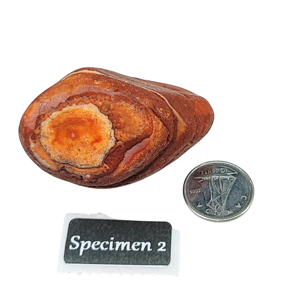 Stone -Natural Palm Agate -Rough Specimen 2: 50g