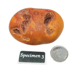 Stone -Natural Palm Agate -Rough Specimen 3: 80g