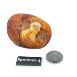 Stone -Natural Palm Agate -Rough Specimen 4: 84g