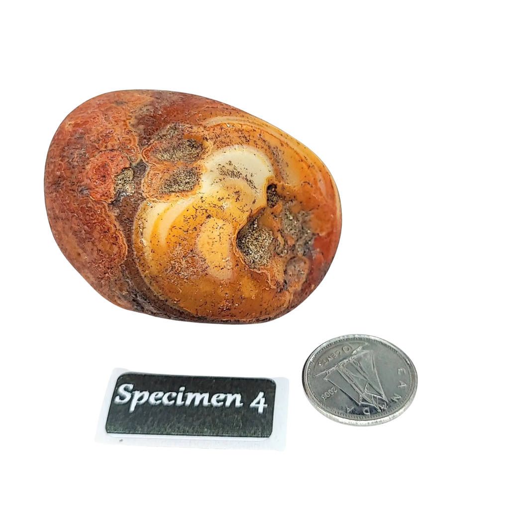 Stone -Natural Palm Agate -Rough Specimen 4: 84g
