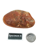 Stone -Natural Palm Agate -Rough Specimen 6: 90g