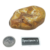 Stone -Natural Palm Agate -Rough Specimen 7: 100g