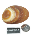 Stone -Natural Palm Agate -Rough Specimen 8: 100g