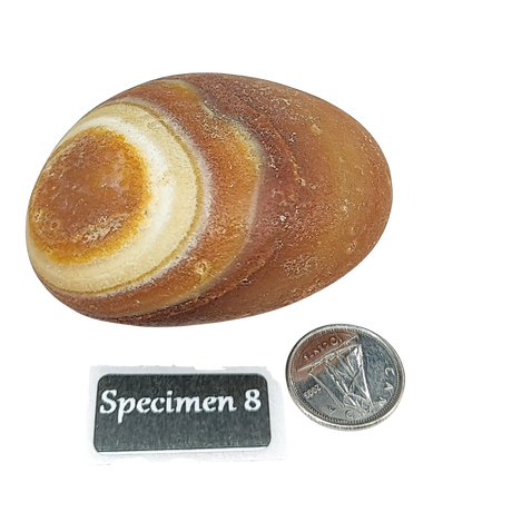 Stone -Natural Palm Agate -Rough Specimen 8: 100g