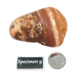 Stone -Natural Palm Agate -Rough Specimen 9 : 100g