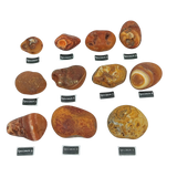 Stone -Natural Palm Agate -Rough