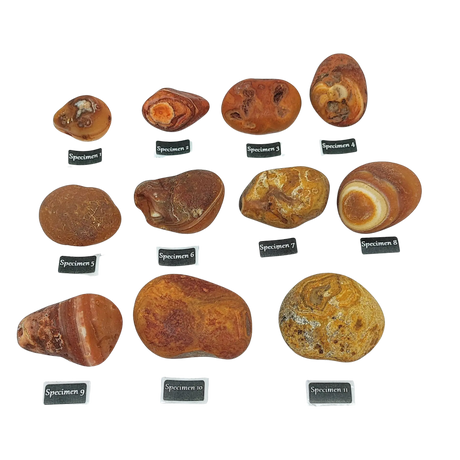 Stone -Natural Palm Agate -Rough