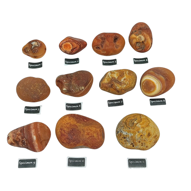 Stone -Natural Palm Agate -Rough